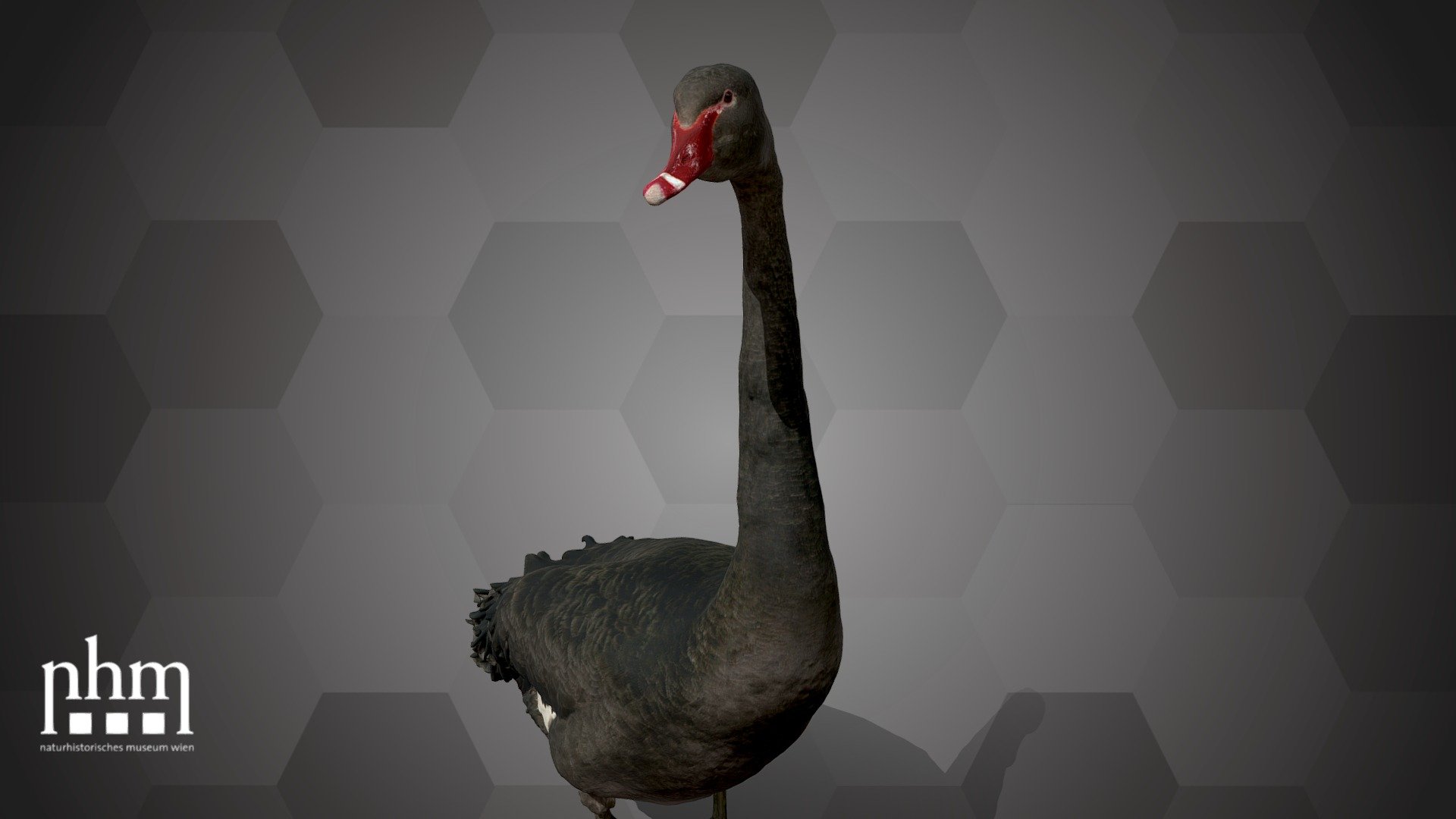 Black Swan (NHMW-Zoo1-VS 63420) 3d model