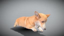 Welsh corgi 44