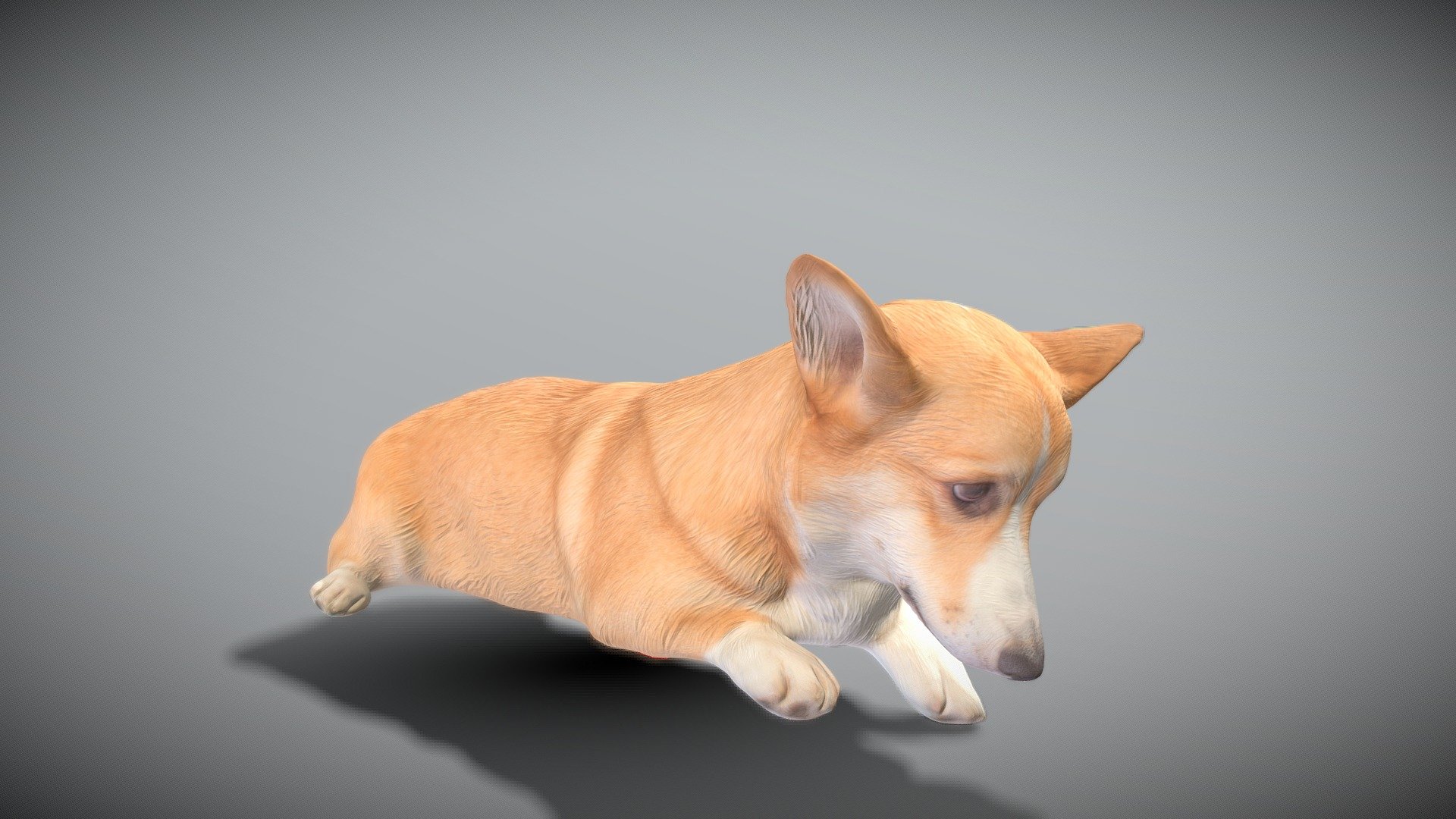 Welsh corgi 44 3d model