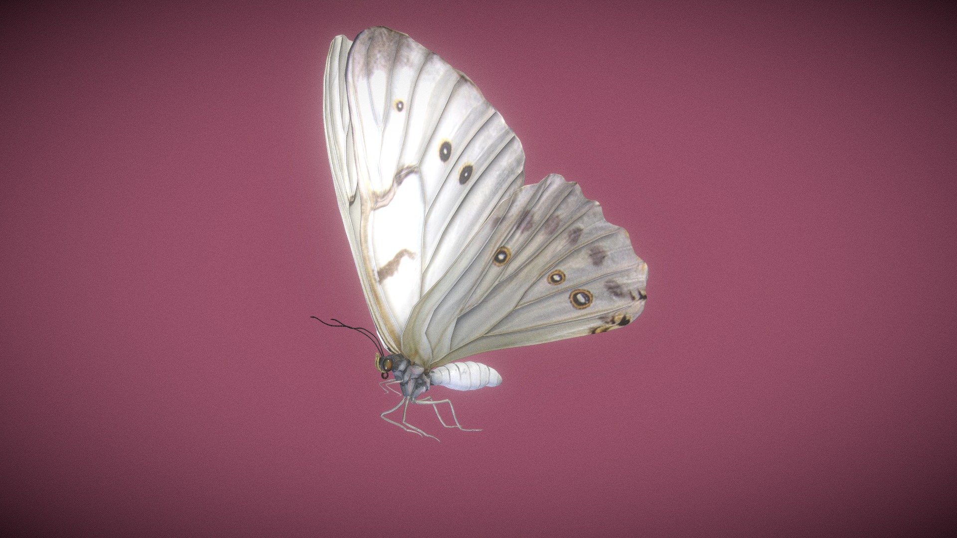 Butterfly Morpho Polyphemus 3d model