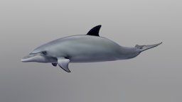 Bottlenosed Dolphin