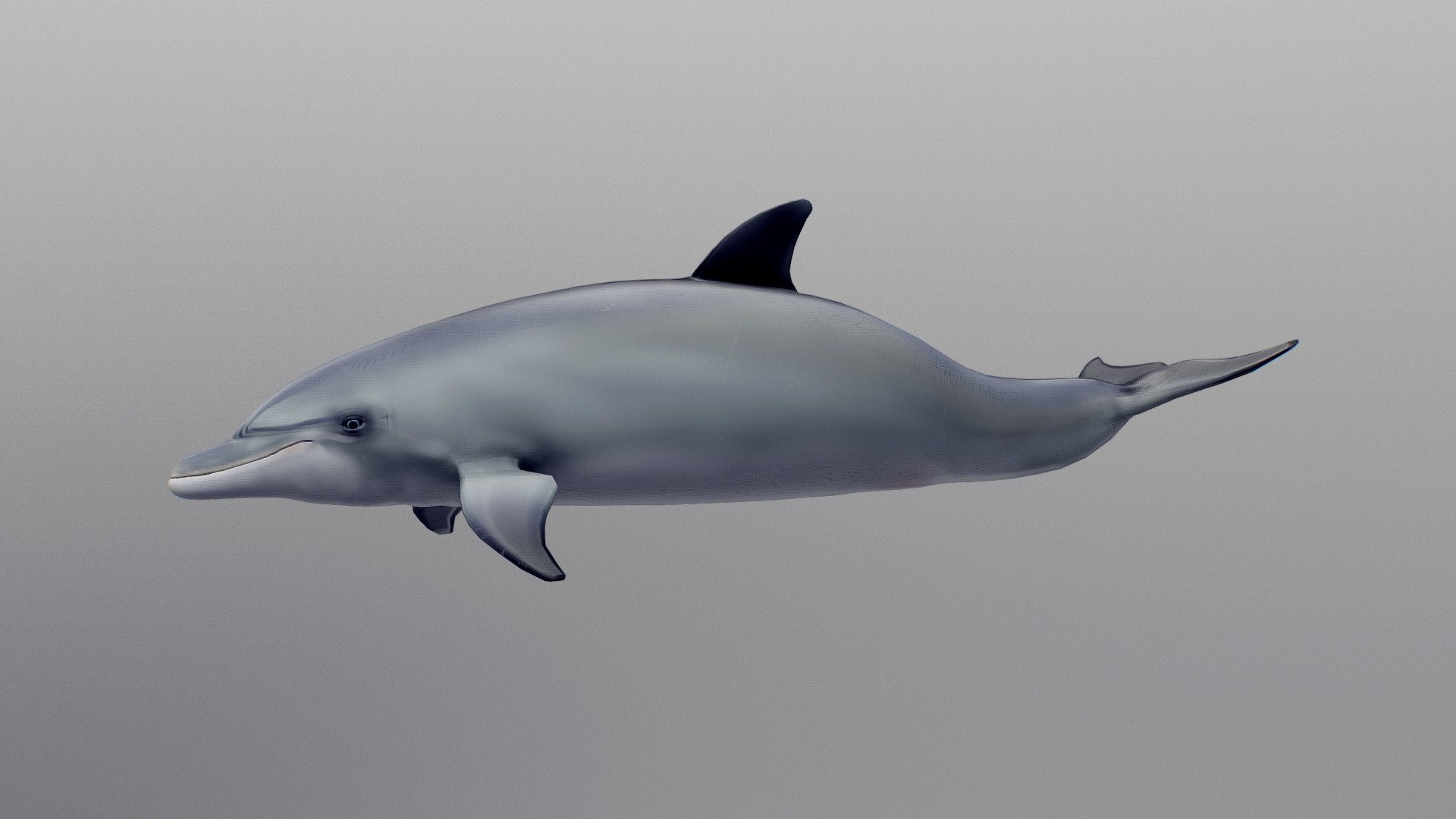 Bottlenosed Dolphin 3d model