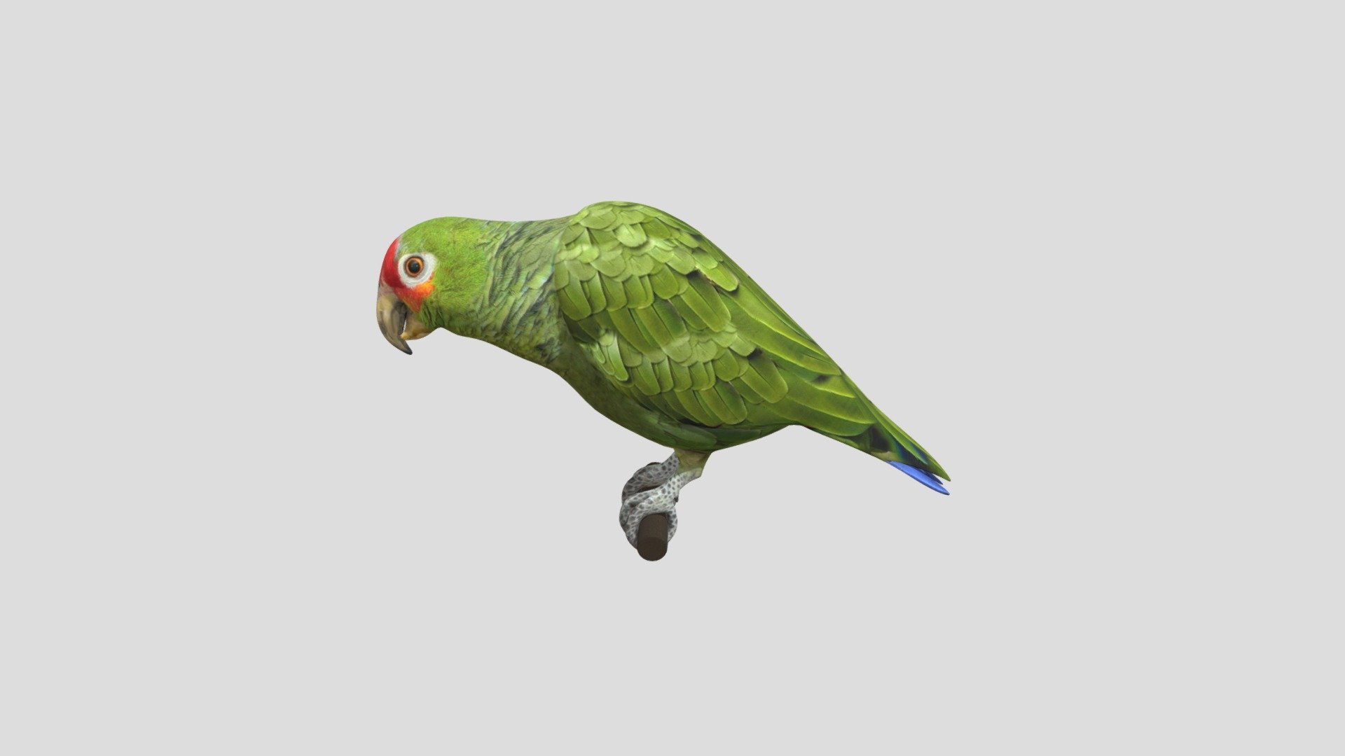 Loro 3d model