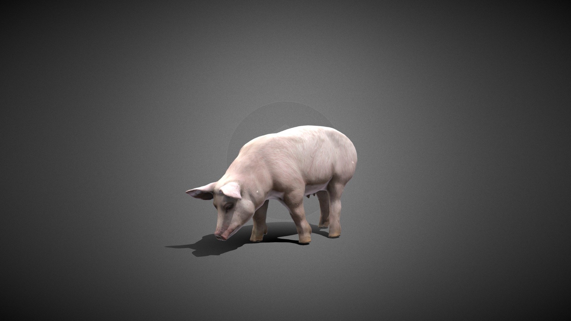 Pig 3d model