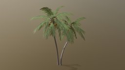 Coconut Palm