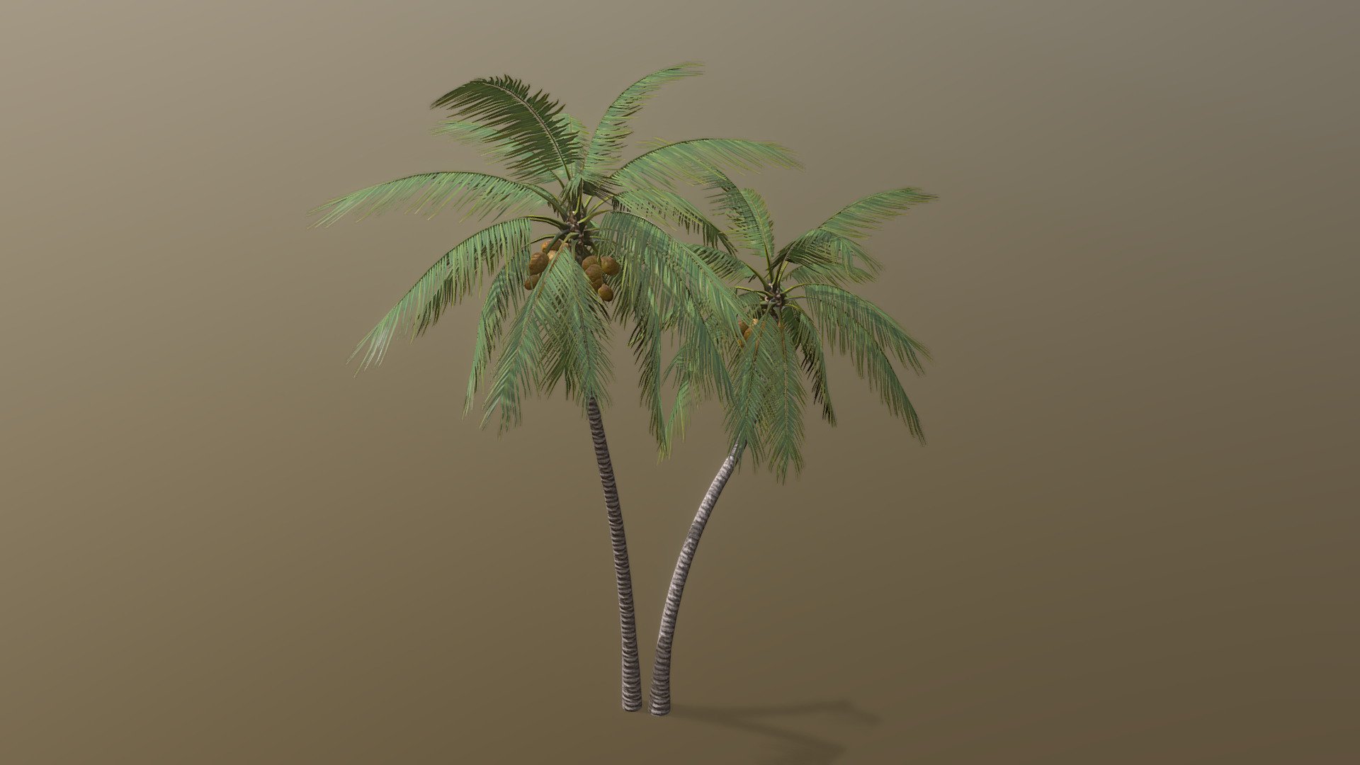 Coconut Palm 3d model