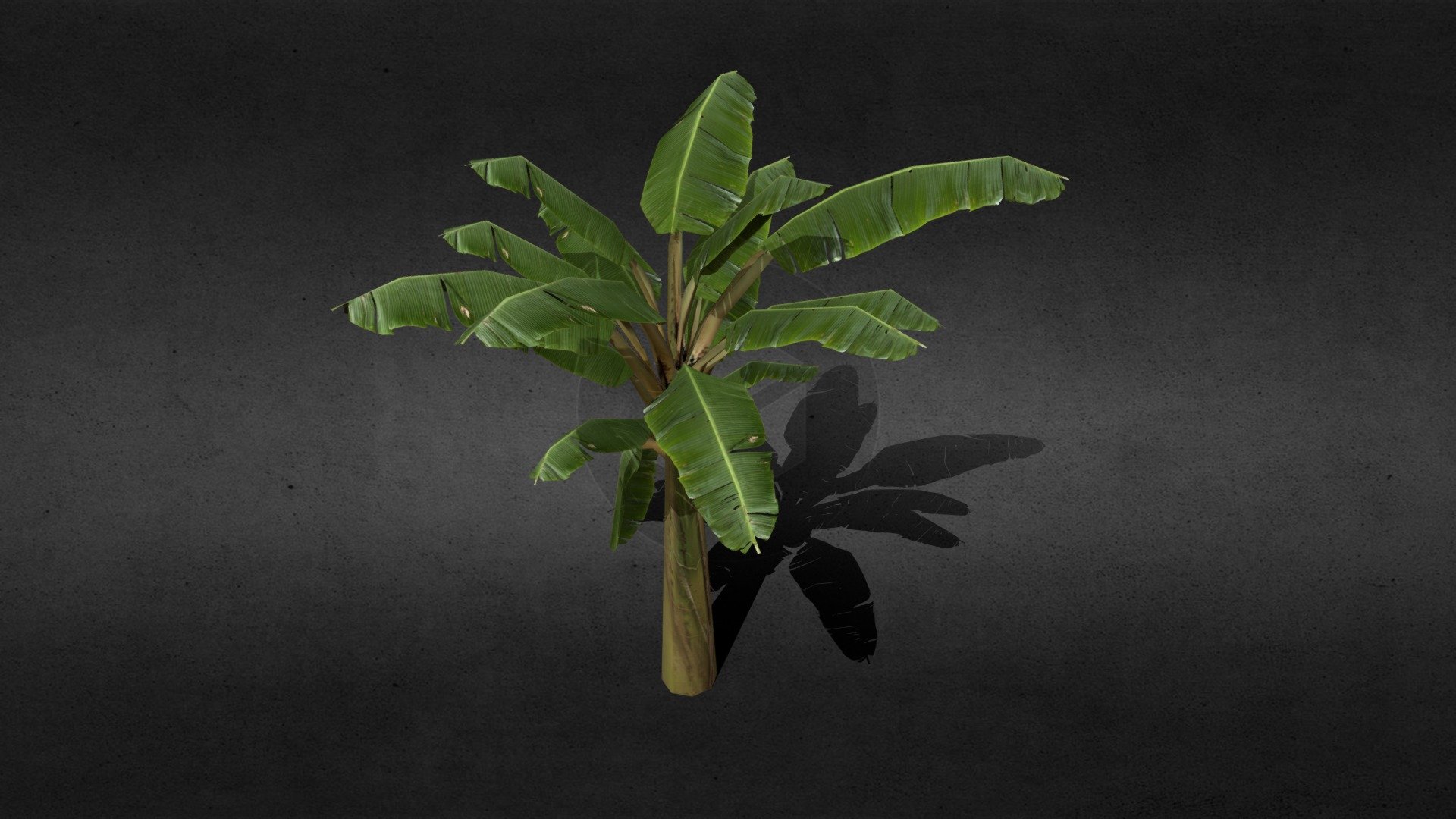 Tree Banana 3d model