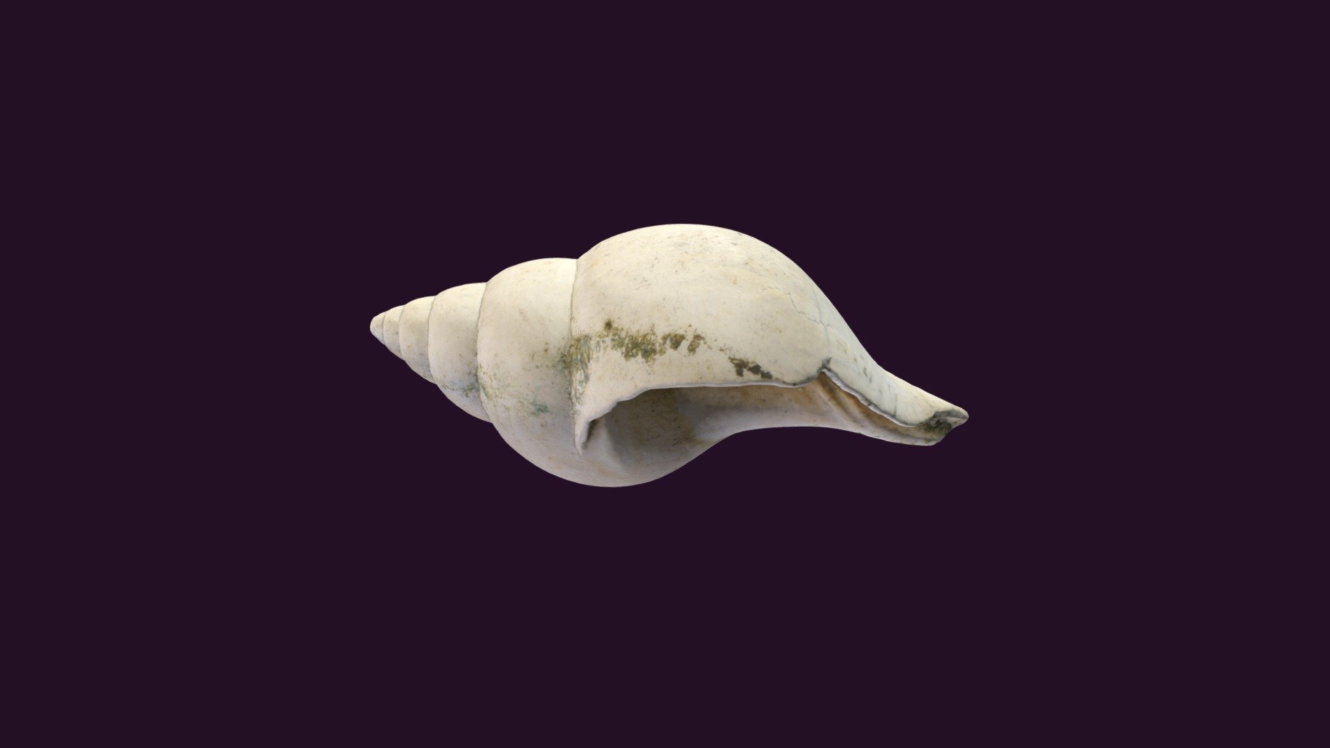 Fasciolaria apicina 3d model