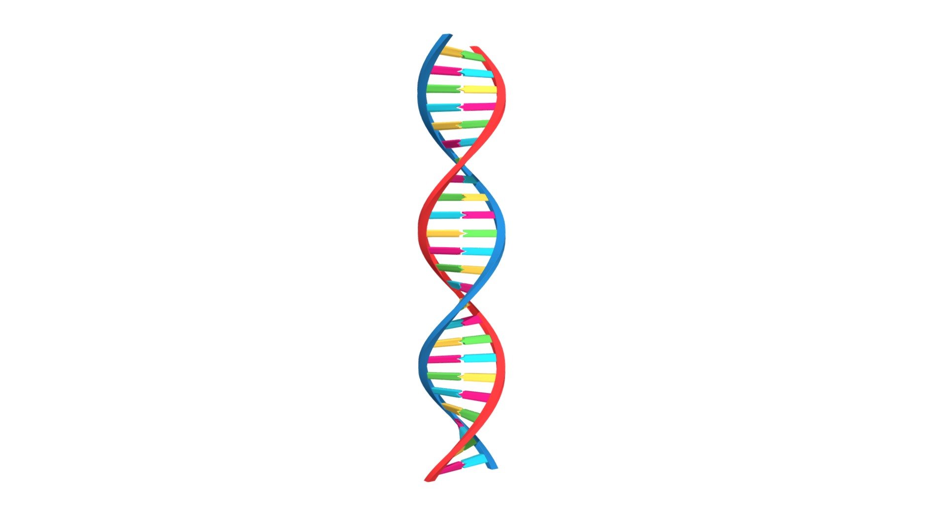 DNA 3d model