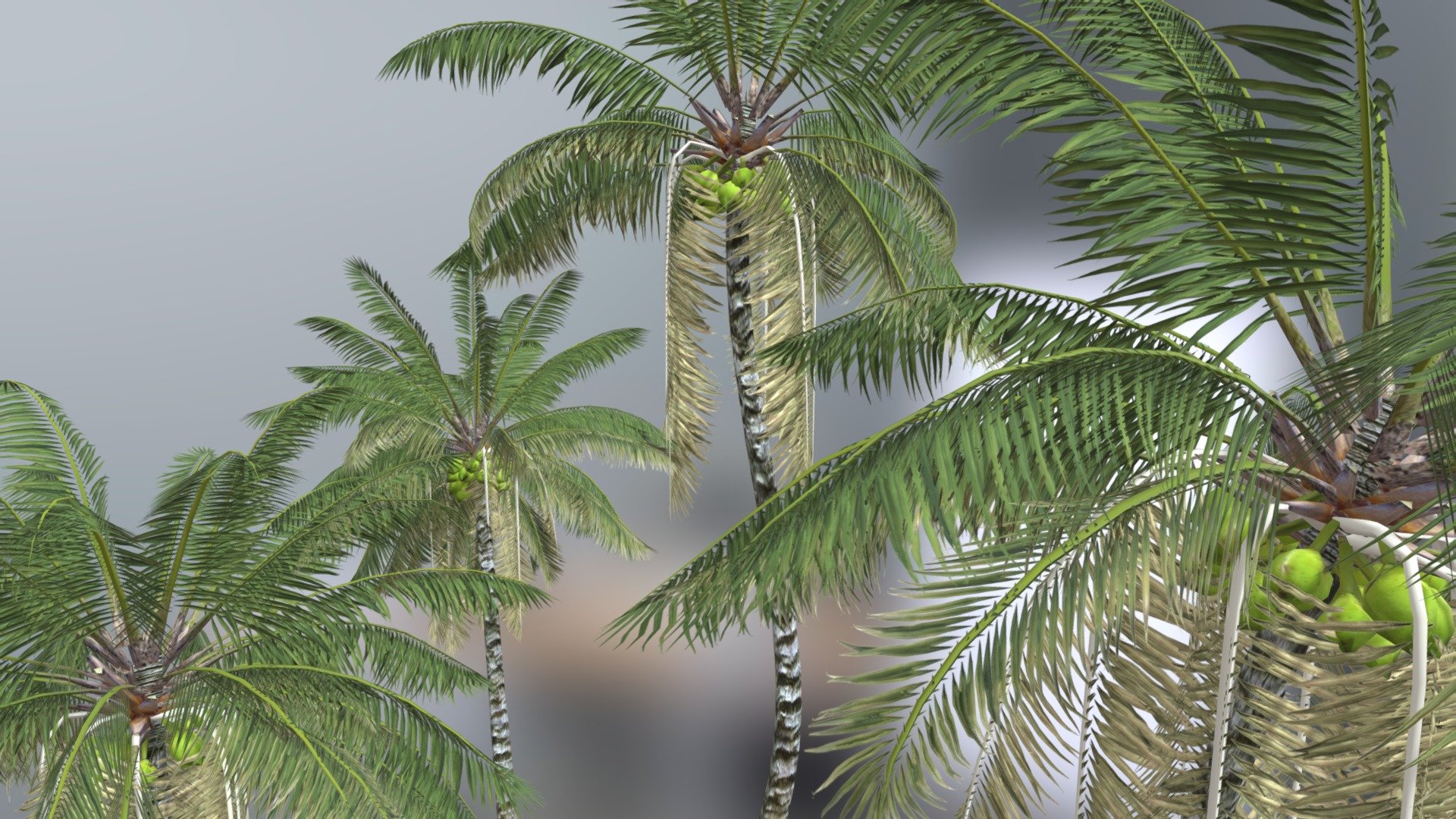 Four Coconut Palm Straight Long Bark 3d model