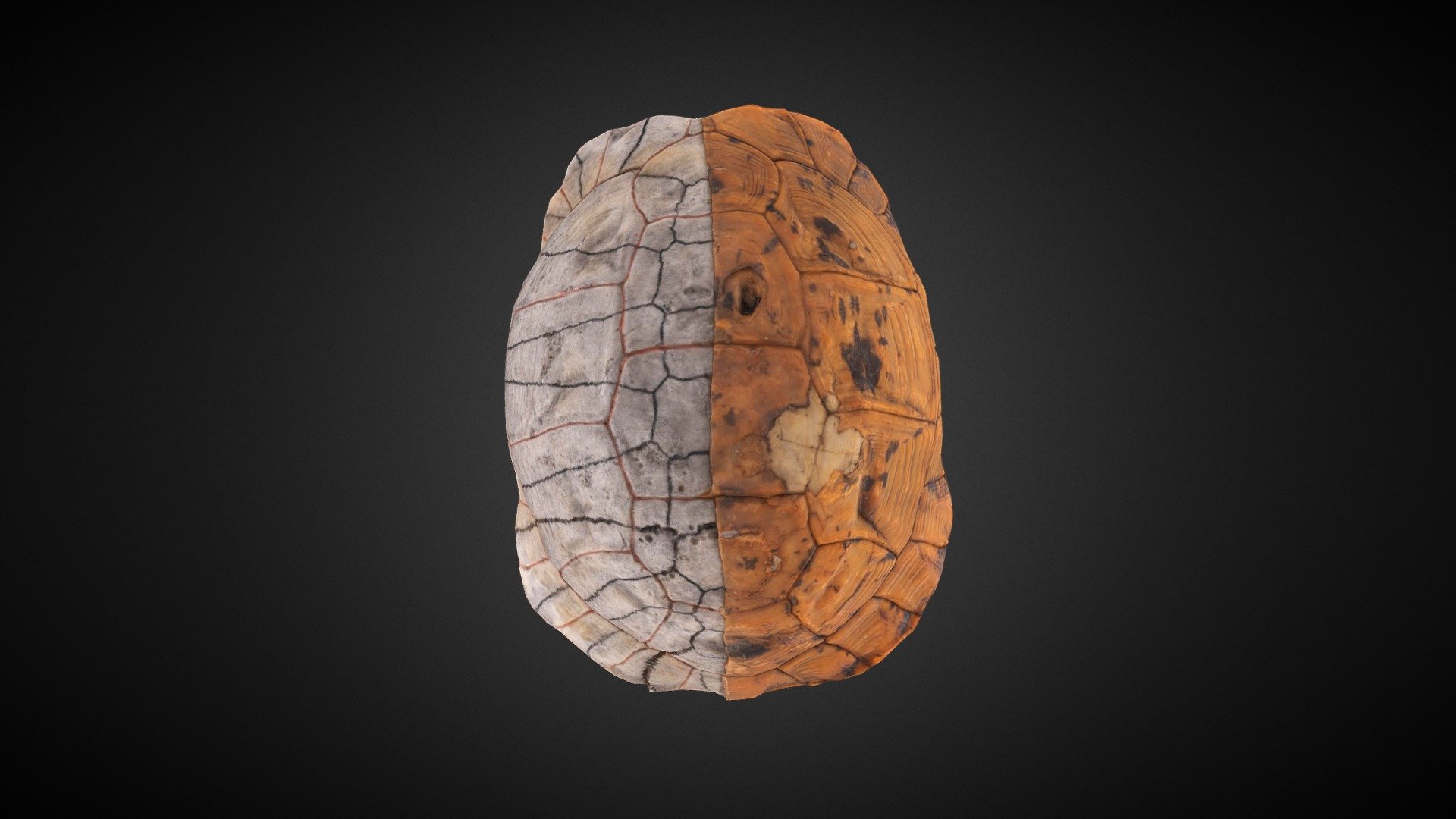 Turtle Shell: Bolton Museum Collection 3d model