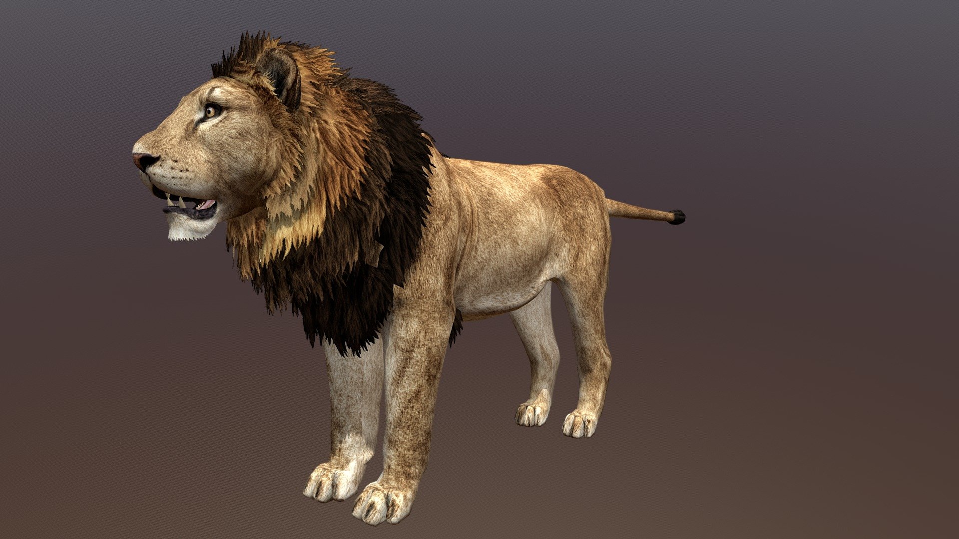 Male Lion 3d model