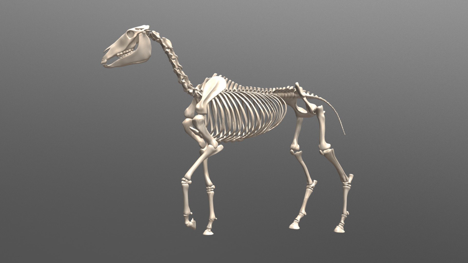 Horse Skeleton 3d model