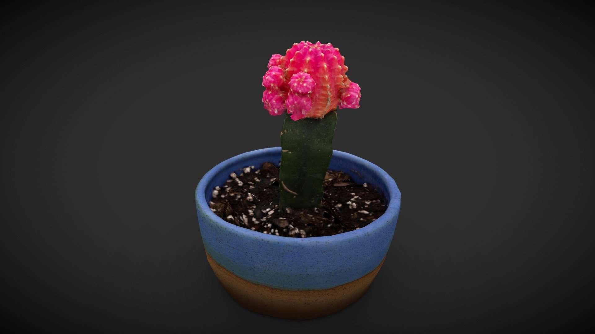 Potted Cactus 3d model