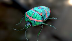 Poecilocoris Lewisii- StinkBug