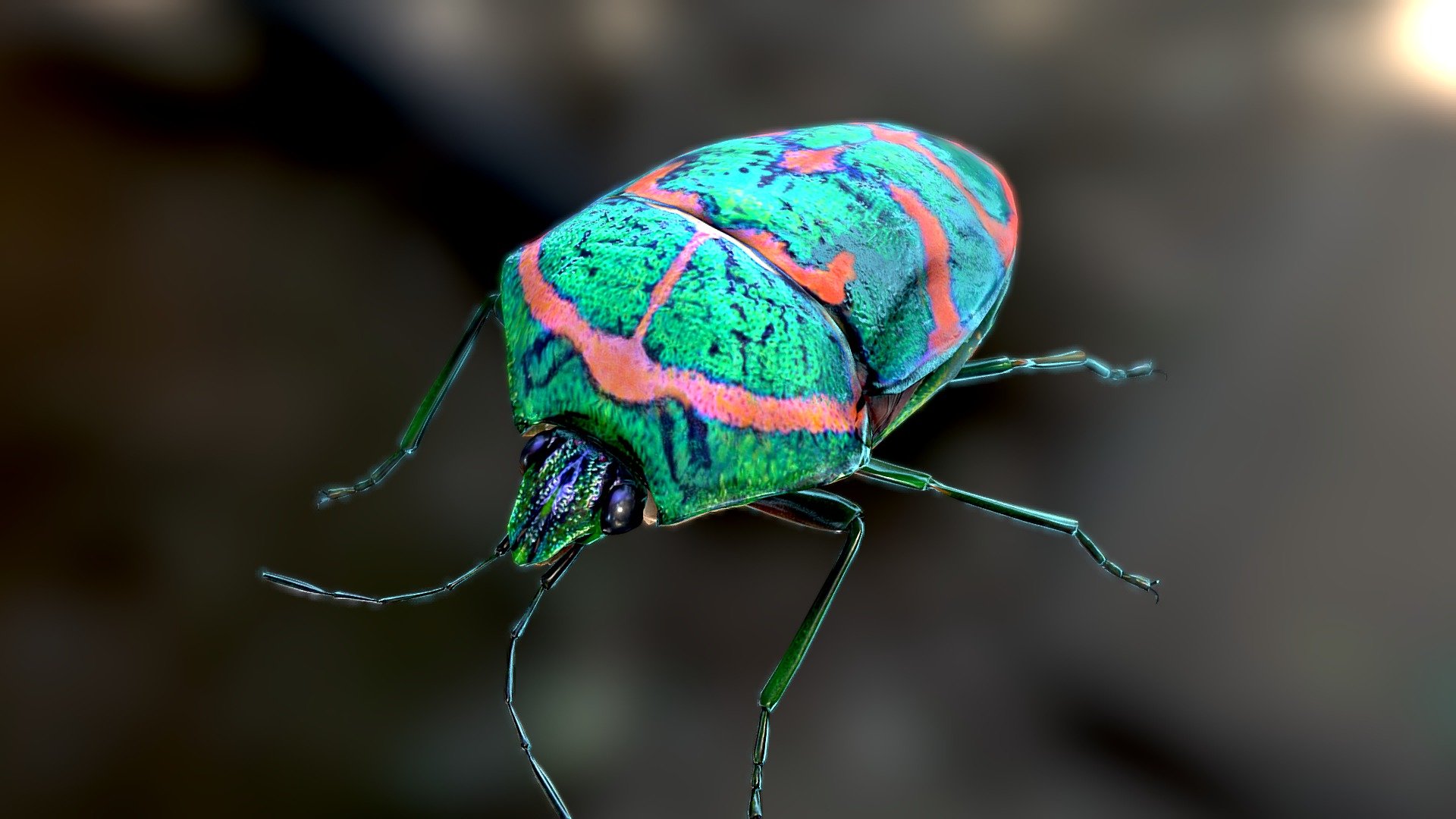 Poecilocoris Lewisii- StinkBug 3d model