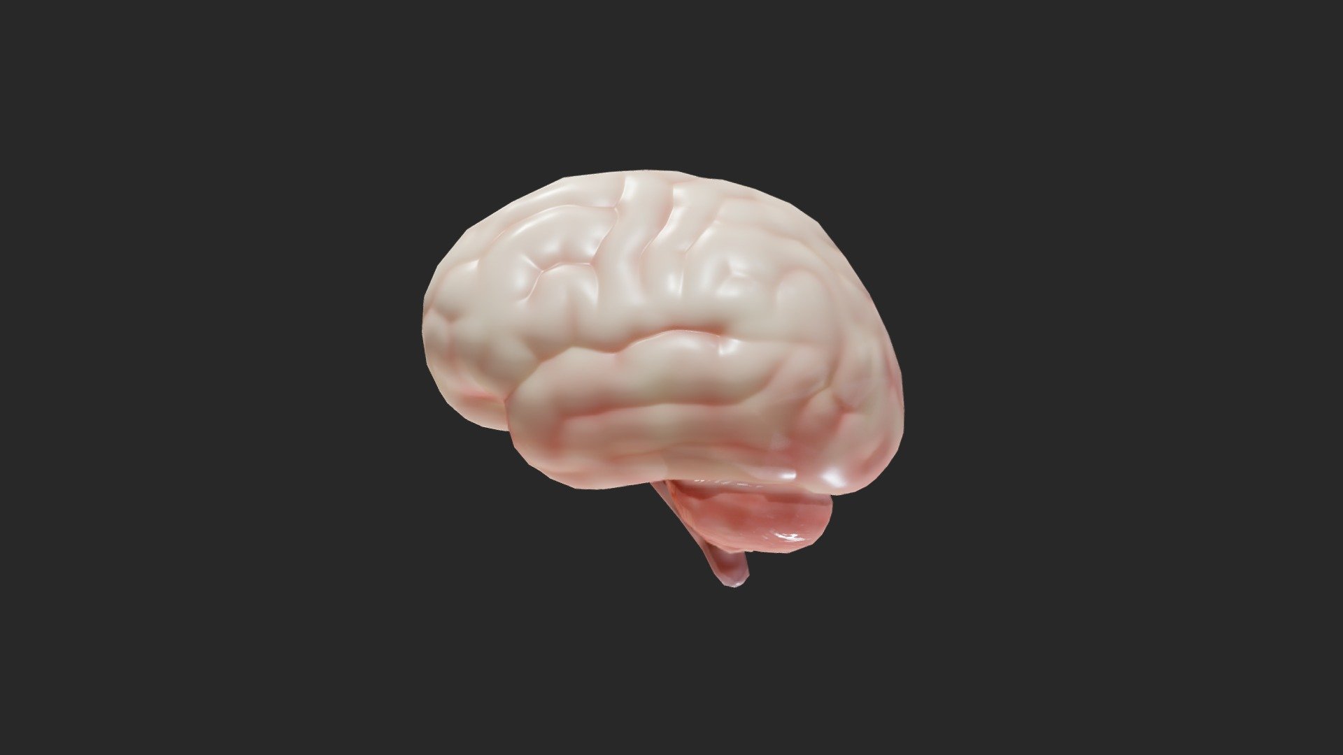 Human Brain 3d model