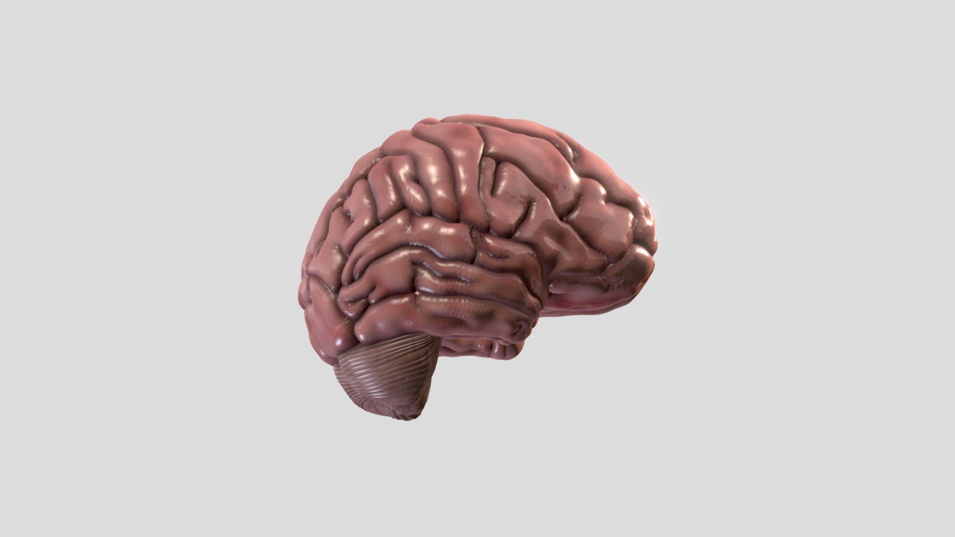 Brain 3d model