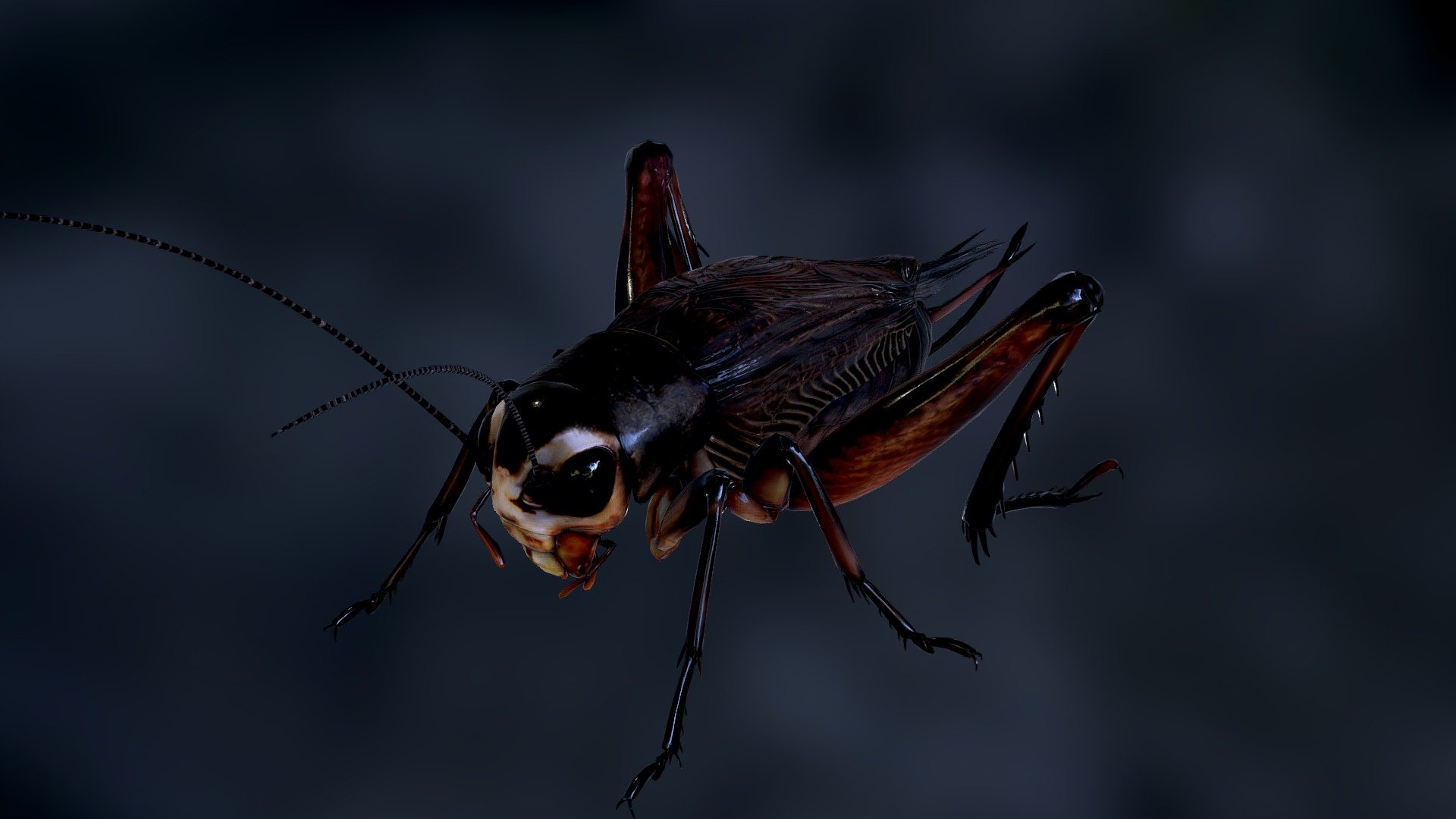 Cricket -Teleogryllus emma 3d model