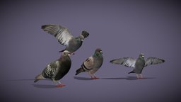 Pigeons