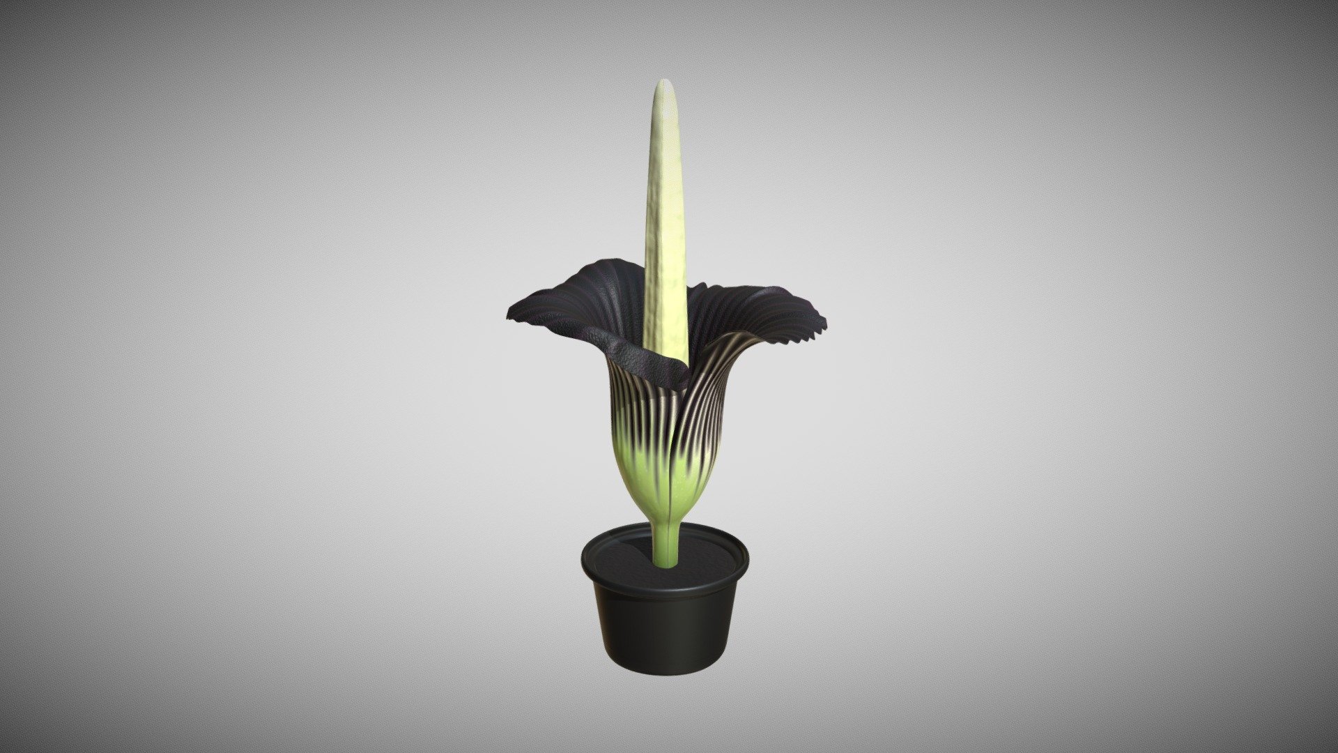 Titan Arum 3d model